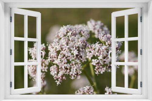Fototapeta Naklejka Na Ścianę Okno 3D - fiori bianchi effetto bokeh