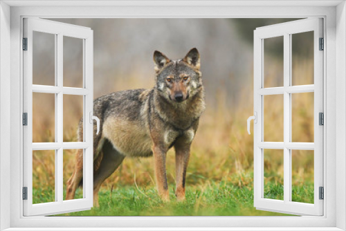 Fototapeta Naklejka Na Ścianę Okno 3D - Gray wolf (Canis lupus)