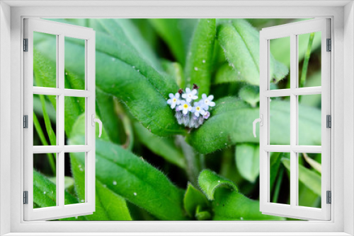 Fototapeta Naklejka Na Ścianę Okno 3D - Zdjęcie makro roślin pospolitych na łące.