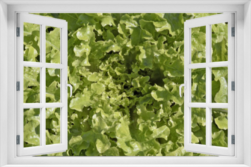 Fototapeta Naklejka Na Ścianę Okno 3D - Close-up of lettuce leaves in the vegetable garden