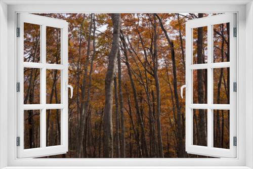 Fototapeta Naklejka Na Ścianę Okno 3D - ブナの森の黄葉