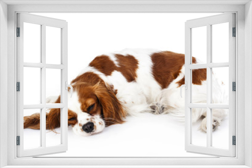 Fototapeta Naklejka Na Ścianę Okno 3D - Sleeping dog. Dog sleeping in studio. White background. cavalier king charles spaniel sleep. Cute.