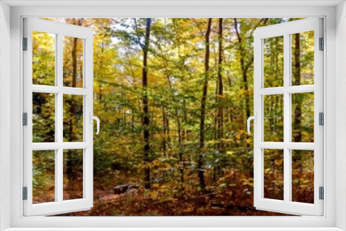 Fototapeta Naklejka Na Ścianę Okno 3D - Panoramic view of a forest in early fall