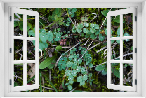 Fototapeta Naklejka Na Ścianę Okno 3D - Dew of leaf in morning forest