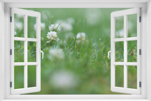 Fototapeta Naklejka Na Ścianę Okno 3D - White Flowers Field