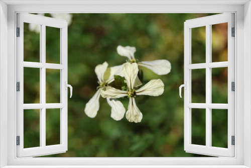 Fototapeta Naklejka Na Ścianę Okno 3D - Rucola - Blüten