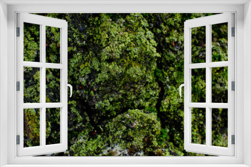 Fototapeta Naklejka Na Ścianę Okno 3D - Green background on the forest. Texture.