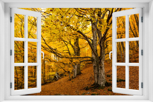 Fototapeta Naklejka Na Ścianę Okno 3D - Autumn forest 19
