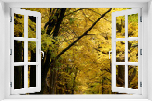 Fototapeta Naklejka Na Ścianę Okno 3D - Autumn Road