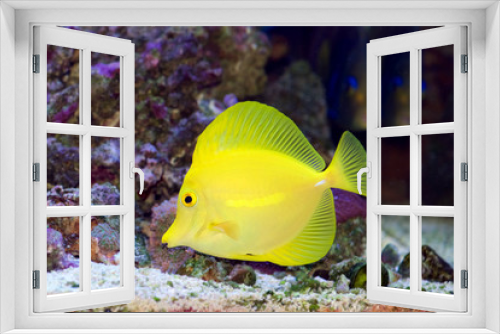 Fototapeta Naklejka Na Ścianę Okno 3D - Yellow Tang, Zebrasoma flavescens