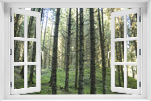 Fototapeta Naklejka Na Ścianę Okno 3D - faggio bosco