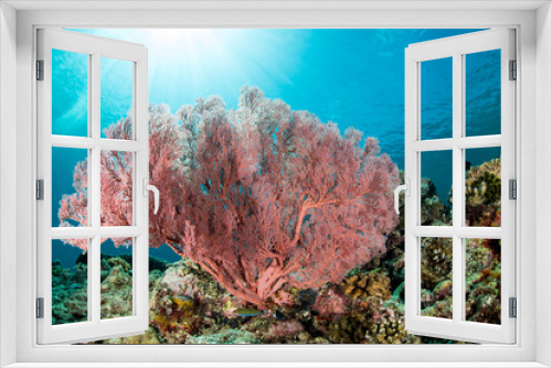 Fototapeta Naklejka Na Ścianę Okno 3D - sea fan on the slope of a coral reef with visible sun and rays