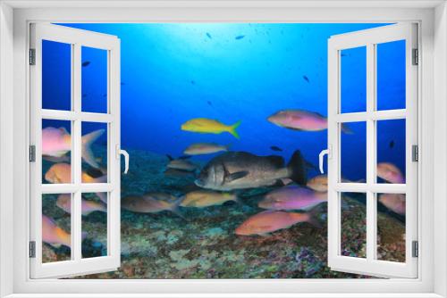 Fototapeta Naklejka Na Ścianę Okno 3D - Fish school in ocean. Snapper fish on coral reef