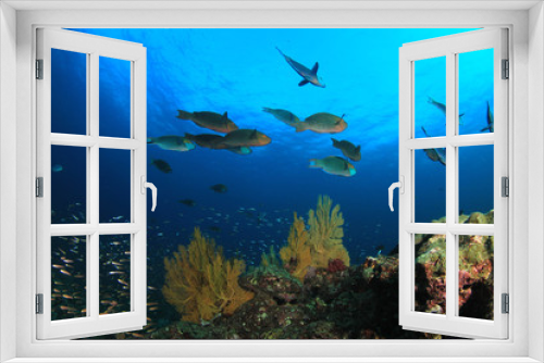 Fototapeta Naklejka Na Ścianę Okno 3D - Coral reef underwater and tropical fish
