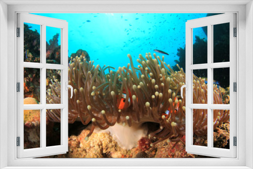 Fototapeta Naklejka Na Ścianę Okno 3D - Anemones on coral reef. Clownfish anemonefish tropical fish