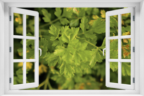 Fototapeta Naklejka Na Ścianę Okno 3D - lush green , dew. field plants.