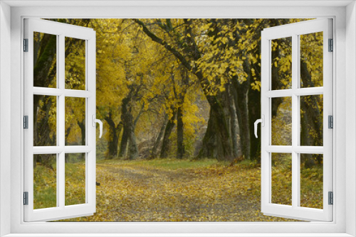 Fototapeta Naklejka Na Ścianę Okno 3D - lipica autumn