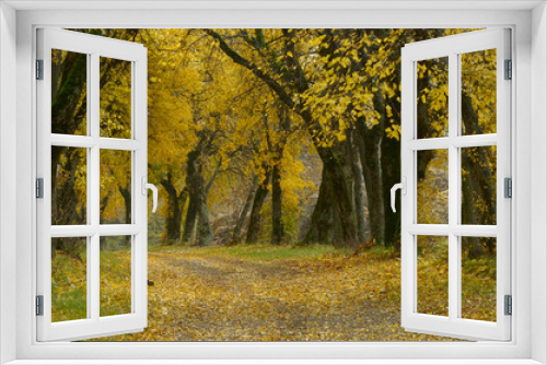 Fototapeta Naklejka Na Ścianę Okno 3D - lipica autumn
