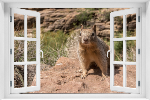 Fototapeta Naklejka Na Ścianę Okno 3D - Squirrel at Grand Canyon