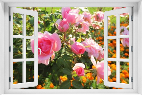 Fototapeta Naklejka Na Ścianę Okno 3D - Rosa Rosen im Sonnenlicht