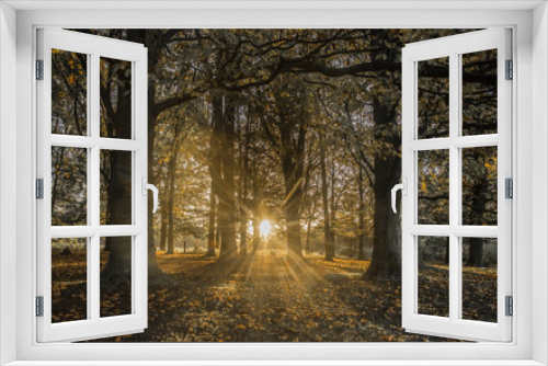 Fototapeta Naklejka Na Ścianę Okno 3D - Sunrise in the autumn forest