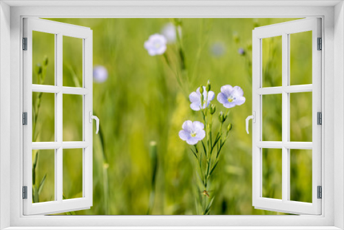 Fototapeta Naklejka Na Ścianę Okno 3D - Flax (Linum usitatissimum) blooming in the field