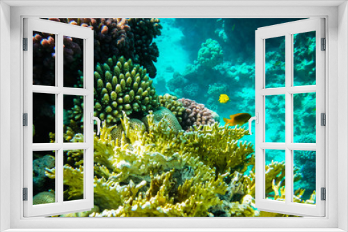 Fototapeta Naklejka Na Ścianę Okno 3D - The underwater world of the red sea.....