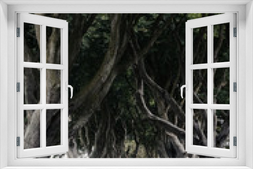 Fototapeta Naklejka Na Ścianę Okno 3D - The Dark Hedges