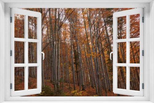 Fototapeta Naklejka Na Ścianę Okno 3D - Colorful trees in the fall