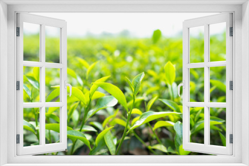 Fototapeta Naklejka Na Ścianę Okno 3D - Green tea leaves in a tea plantation in morning