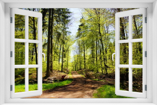 Fototapeta Naklejka Na Ścianę Okno 3D - hellgrüner Laubwald im Frühling mit Waldweg
