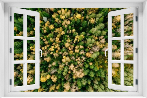 Fototapeta Naklejka Na Ścianę Okno 3D - Aerial view of beautiful colorful forest during fall