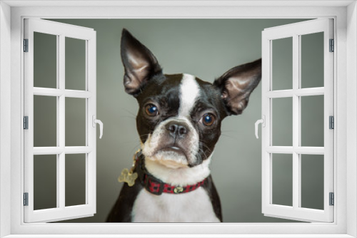 Fototapeta Naklejka Na Ścianę Okno 3D - Boston Terrier dog