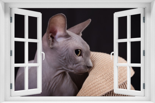 Fototapeta Naklejka Na Ścianę Okno 3D - Лысая кошка сидит в шляпе  на черном фоне.