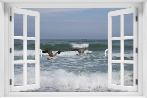 Fototapeta Naklejka Na Ścianę Okno 3D - Seagulls are flying over the sea