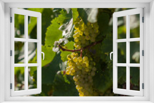 Fototapeta Naklejka Na Ścianę Okno 3D - Chardonnay grapes in Champagne, France