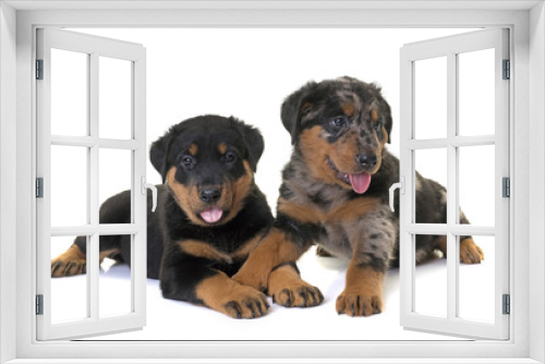 Fototapeta Naklejka Na Ścianę Okno 3D - puppies beauceron in studio