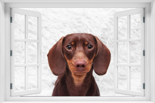 Fototapeta Naklejka Na Ścianę Okno 3D - purebred dachshund dog