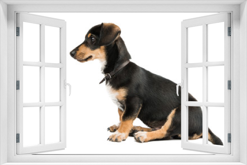 Fototapeta Naklejka Na Ścianę Okno 3D - young dachshund