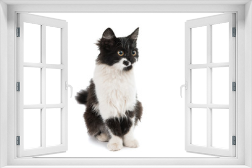 Fototapeta Naklejka Na Ścianę Okno 3D - black and white cat