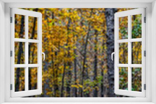Fototapeta Naklejka Na Ścianę Okno 3D - Yellow Autumn Leaves on Hiking Trail