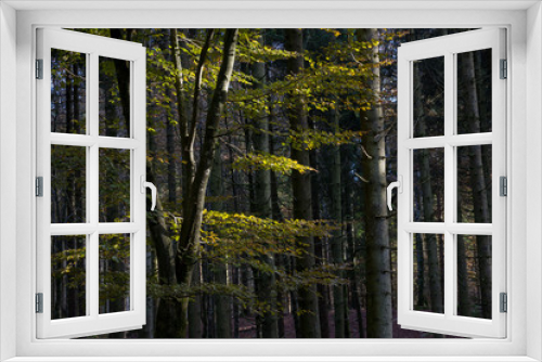 Fototapeta Naklejka Na Ścianę Okno 3D - Sottobosco