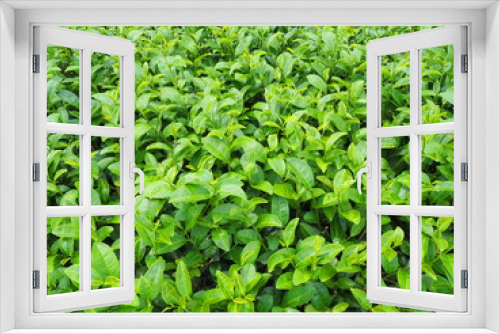 Fototapeta Naklejka Na Ścianę Okno 3D - tea leaves