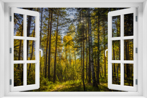 Fototapeta Naklejka Na Ścianę Okno 3D - Black Forrest in Russia.  Orange Evening Sun shines through the golden foggy forest Woods. Magical Autumn Forrest. Colorful Fall Leaves. Romantic Background. Sunrays before Sunset. Landscape format