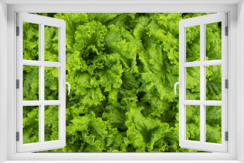 Fototapeta Naklejka Na Ścianę Okno 3D - Lettuce plantation