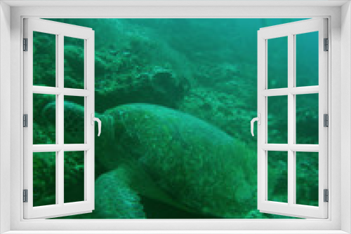 Fototapeta Naklejka Na Ścianę Okno 3D - turtle diver