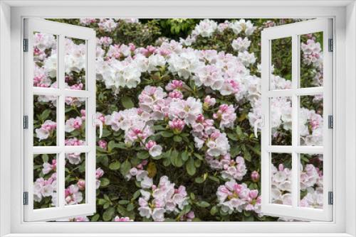 Fototapeta Naklejka Na Ścianę Okno 3D - Rhododendron 'Belmonte'