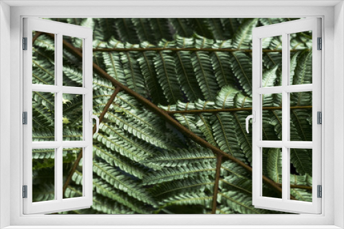 Fototapeta Naklejka Na Ścianę Okno 3D - A fern in rain forest close up. Background for ecology subjects