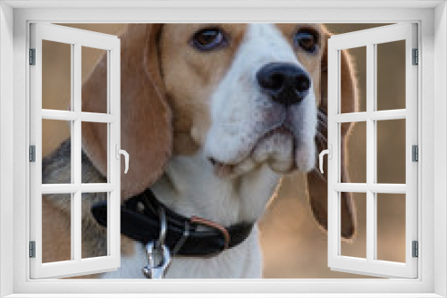 Fototapeta Naklejka Na Ścianę Okno 3D - Beagle dogs, portrait
