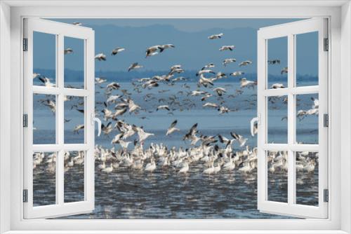 Fototapeta Naklejka Na Ścianę Okno 3D - Snow Geese in Flight